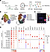 Loss of lymphatic heterogeneity in Erg/Fli1iΔLEC mice.