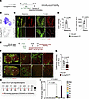 Ccl21 is regulated by Erg and Fli1 in LECs.
