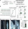 Upregulation of pro-coagulation factors and chemokines in Erg/Fli1iΔLEC mic