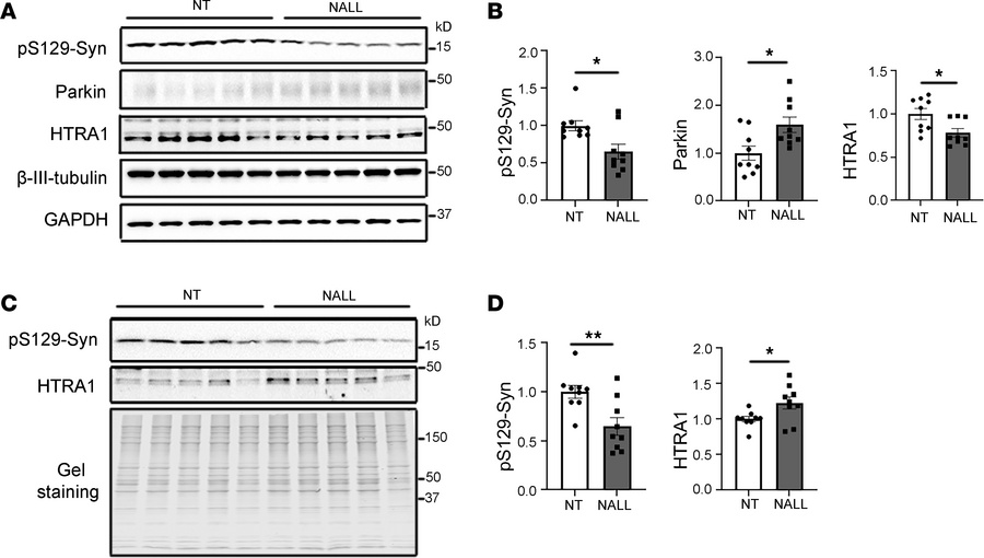 NALL leads to decreased pS129-syn but increased parkin in LRRK2R1441C mi...
