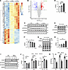 The effect of NALL on pS129-syn was mediated through increasing HTRA1.