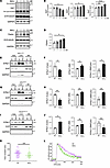 NALL increases functional dopamine transporter and synaptic function throug