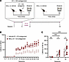 NALL improves dopamine-dependent motor learning impairments in LRRK2R1441C