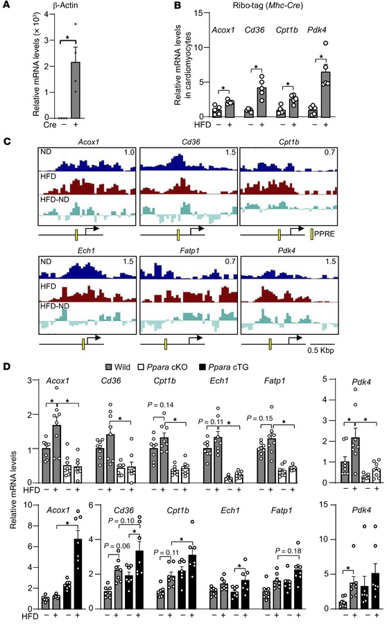 PPARα is functional under HFD-consumption conditions.
(A) Successful mRN...