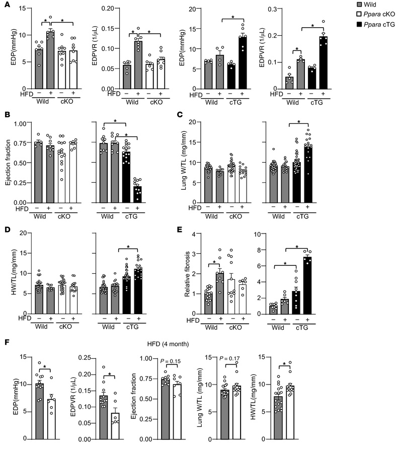 PPARα mediates HFD-induced diastolic dysfunction.
(A) HFD-induced diasto...