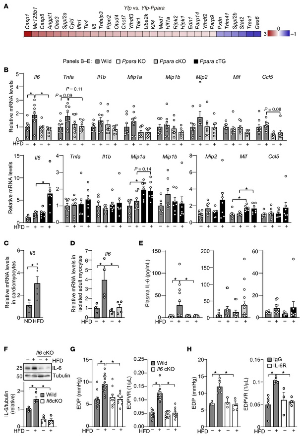 PPARα mediates HFD-induced inflammatory cytokine expression, thereby pro...