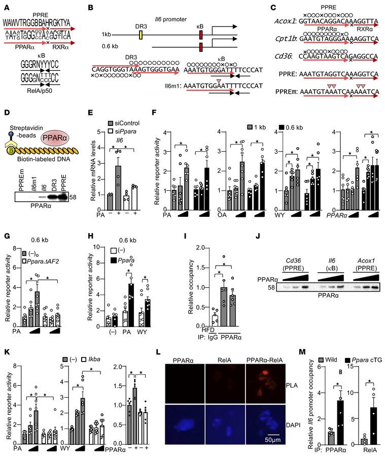 PPARα induces Il6.
(A) Consensus sequences of PPRE and NF-κB binding ele...