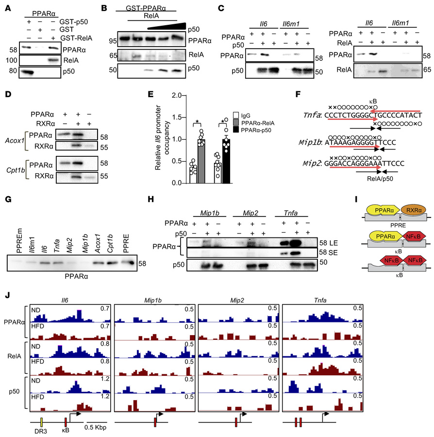 PPARα forms a heterodimer with NF-κB.
(A) PPARα directly binds to RelA a...