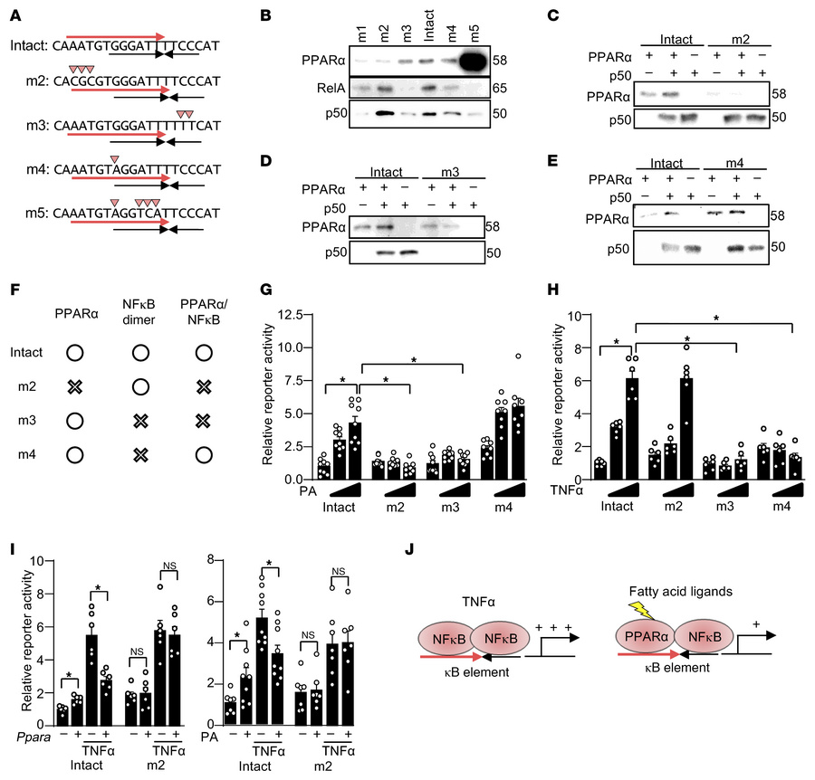 PPARα/NF-κB heterodimer is required for fatty acid–induced Il6 promoter ...