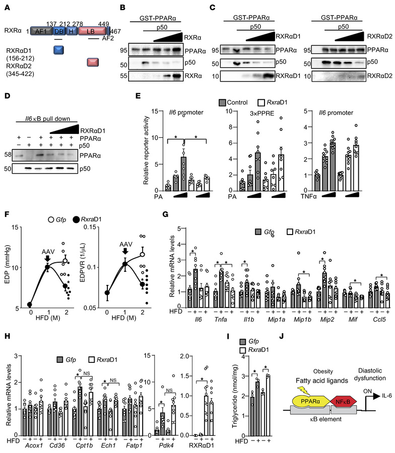 PPARα/NF-κB heterodimer mediates HFD-induced diastolic dysfunction.
(A) ...