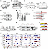 PPARα forms a heterodimer with NF-κB.
