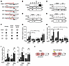 PPARα/NF-κB heterodimer is required for fatty acid–induced Il6 promoter act