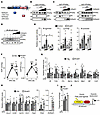 PPARα/NF-κB heterodimer mediates HFD-induced diastolic dysfunction.