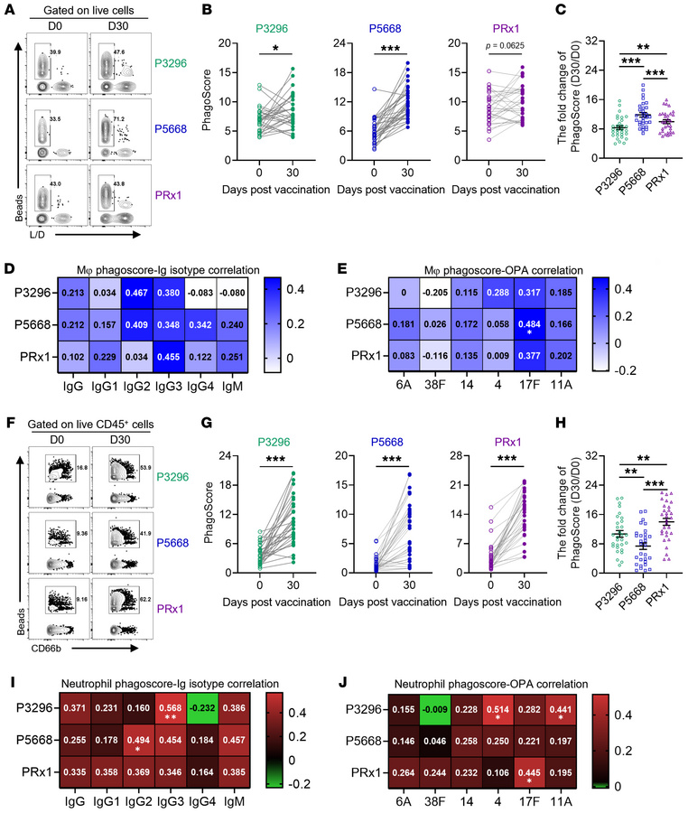 ADCP and ADNP induced by PBPV.
(A and F) Representative flow cytometry d...