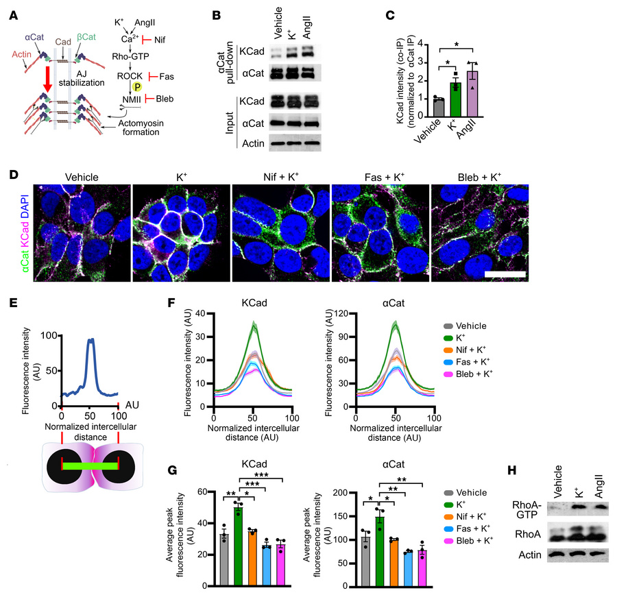 Aldosterone secretagogues increase AJ formation via the Rho/ROCK/NMII pa...
