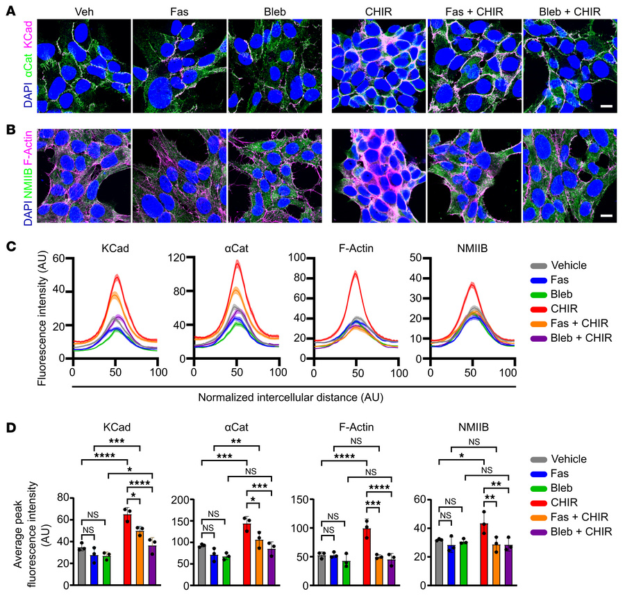 βCat stabilization via CHIR stimulation enhances AJ formation.
(A) Repre...