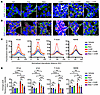 βCat stabilization via CHIR stimulation enhances AJ formation.