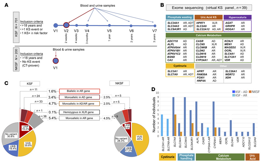 Variants in monogenic KS genes identified in the SKSC.
(A) Overview of t...