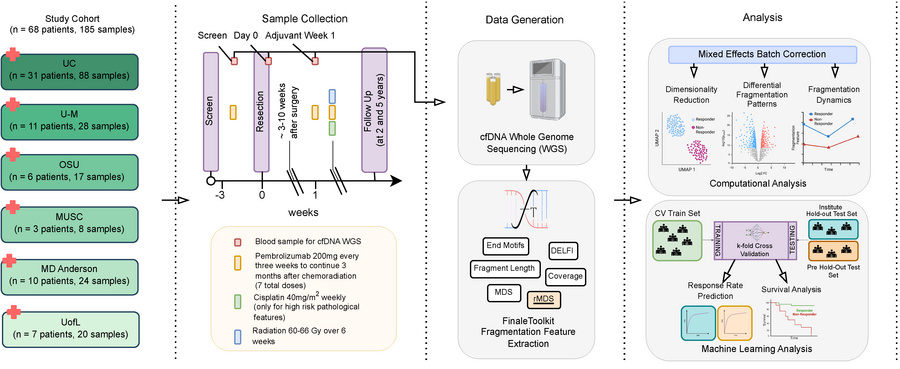 Experimental design and analytical workflow for the HNSCC cohort.
Patien...