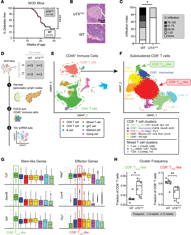 Resistance to T1D in NOD-UTXTCD mice is associated with altered distribu...