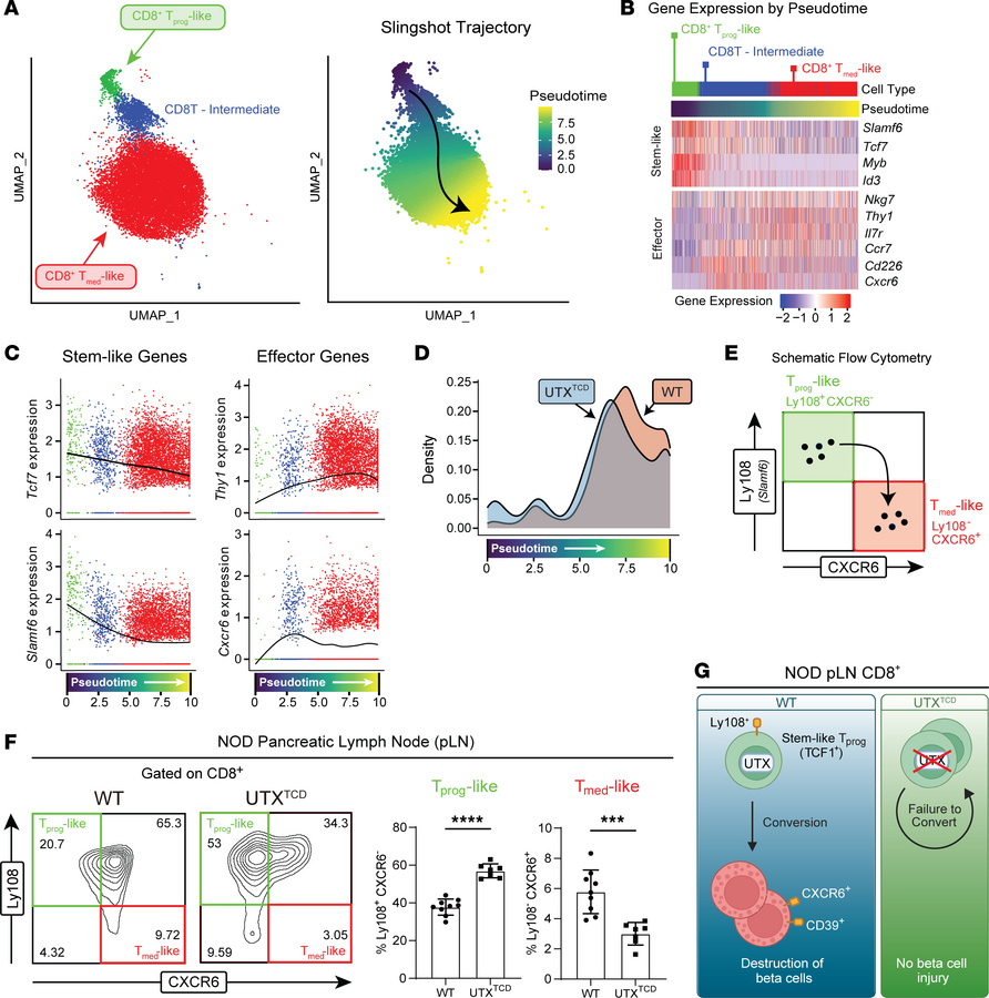 Impaired conversion of stem-like progenitors to effectors in NOD-UTXTCD ...