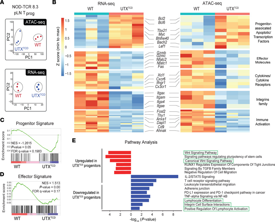 UTX controls chromatin accessibility at progenitor and effector gene loc...