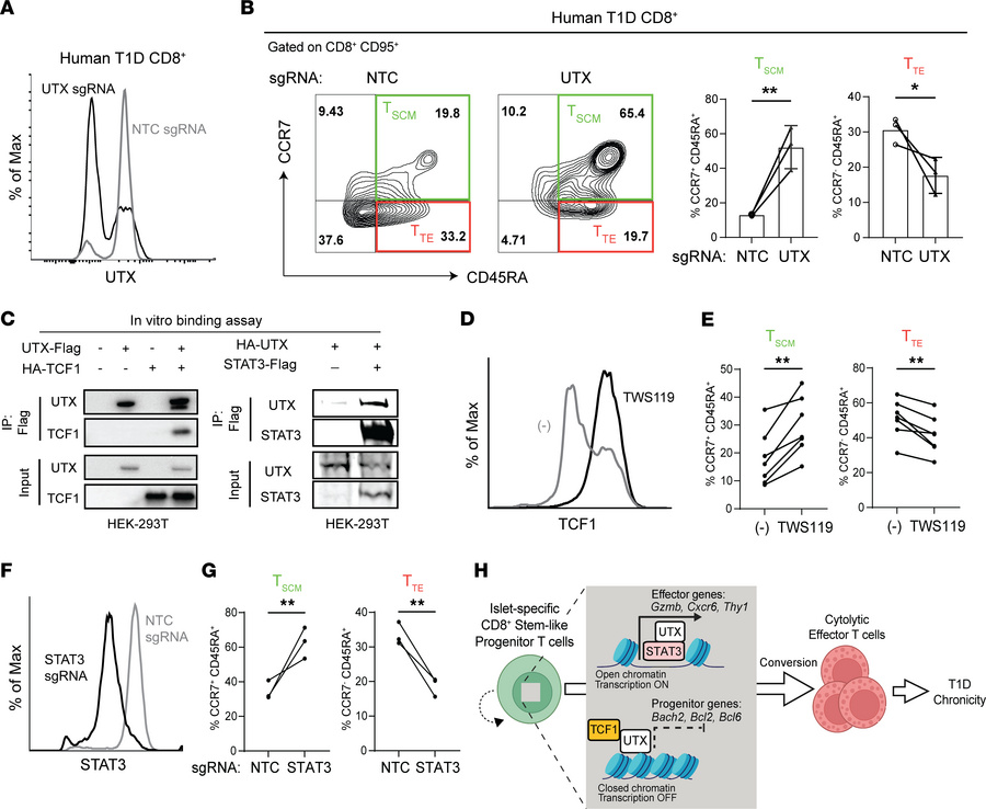 UTX regulates human stem cell memory CD8+ T cell differentiation into th...