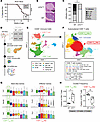 Resistance to T1D in NOD-UTXTCD mice is associated with altered distributio