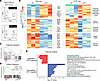UTX controls chromatin accessibility at progenitor and effector gene loci i