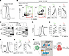 UTX regulates human stem cell memory CD8+ T cell differentiation into the t