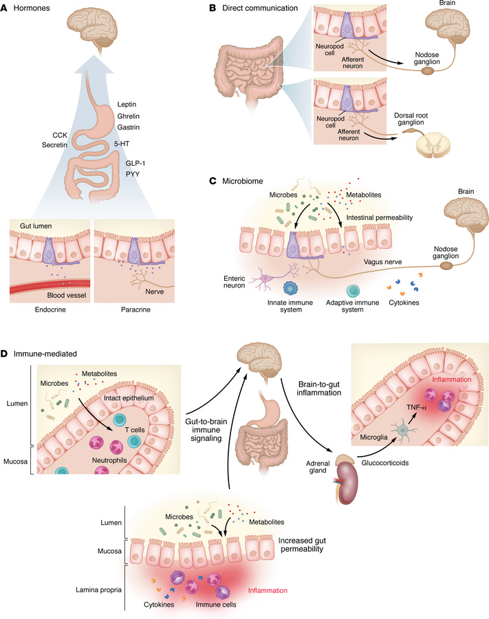 Mechanisms of signaling between the gut and the brain.
Information can b...