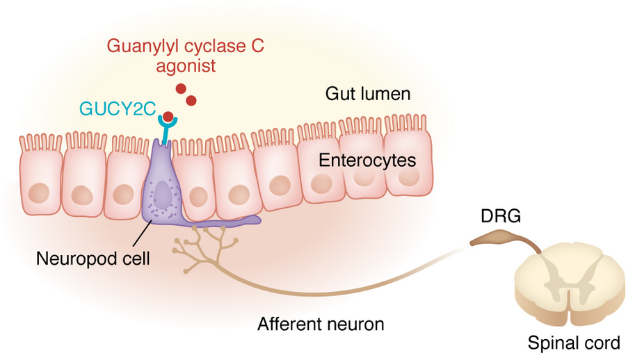 Example of gut-brain directed pharmacotherapy.
Guanylyl cyclase C agonis...