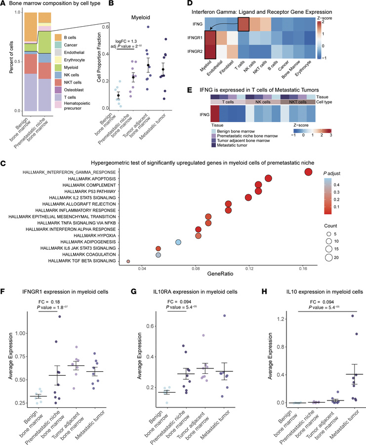 IFNG signaling is upregulated in bone marrow myeloid cells of the premet...