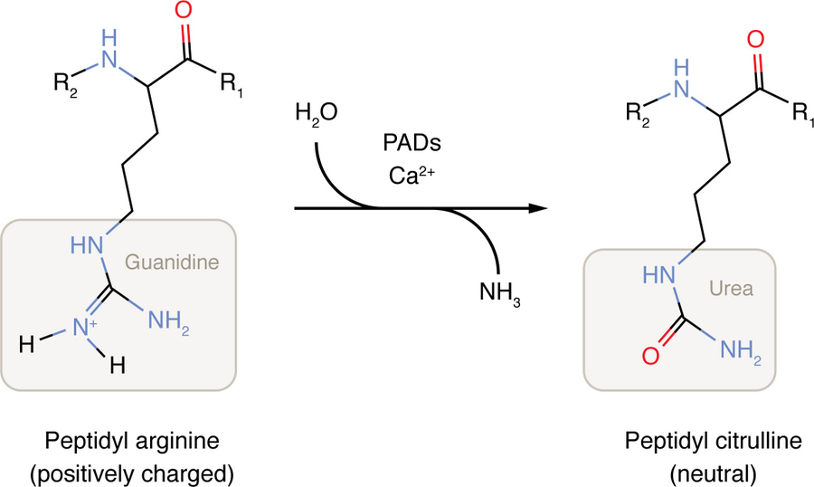 Scheme of PAD-mediated citrullination.
PADs catalyze the conversion of a...