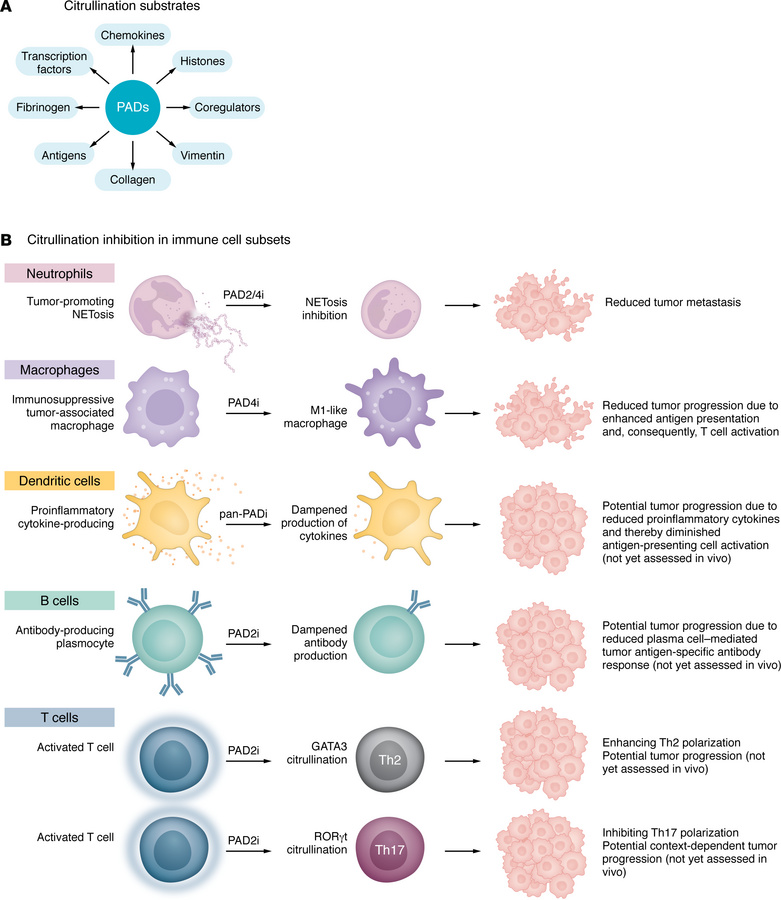 PAD-mediated citrullination.
(A) Citrullination substrates. (B) Citrulli...