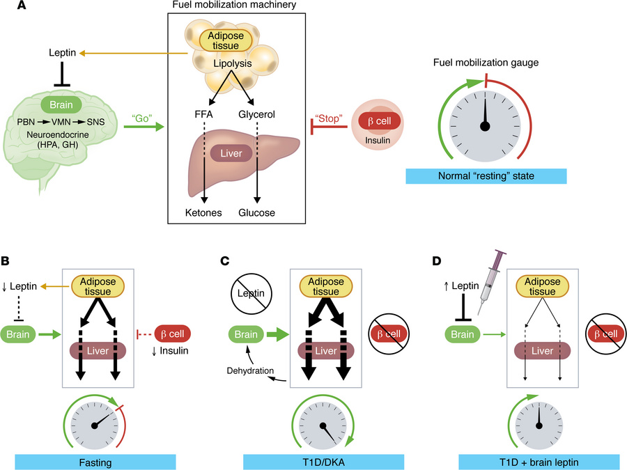 Opposing roles of brain and pancreas in the control of fuel mobilization...