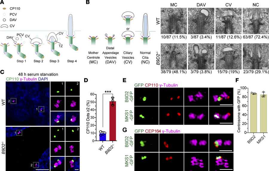 The functions of B9 proteins in early events of ciliogenesis.
(A) Schema...