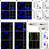 Loss of B9D2 attenuates posttranslational modifications of the axonemal mic
