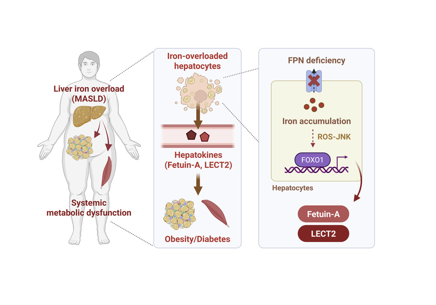 graphical abstract