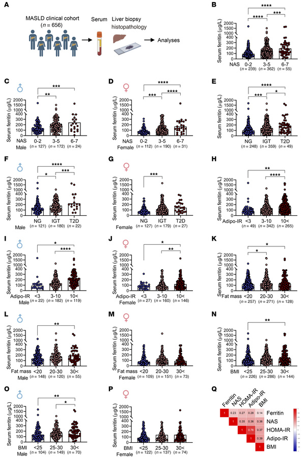 Serum ferritin levels correlate with metabolic parameters in patients wi...