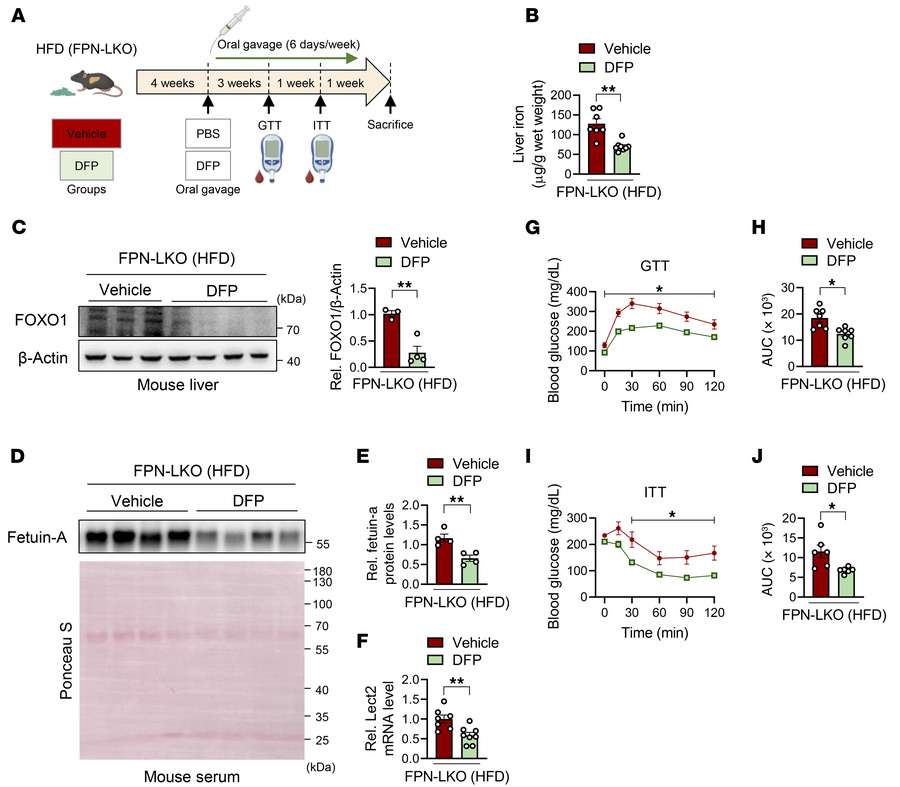 Oral iron chelation ameliorates systemic metabolic dysfunction.
(A) Ther...