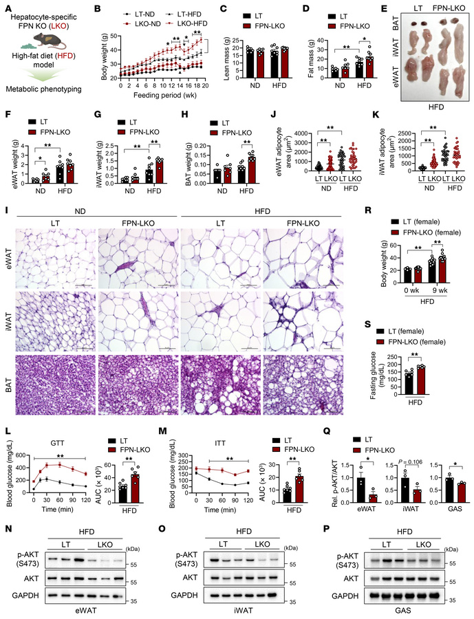 Hepatocyte-specific FPN deletion exacerbates obesity and IR under HFD co...