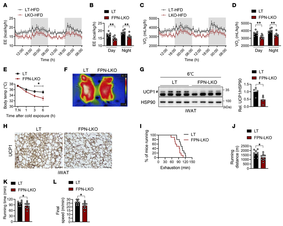 Hepatic FPN deficiency reduces energy expenditure and impairs thermogeni...