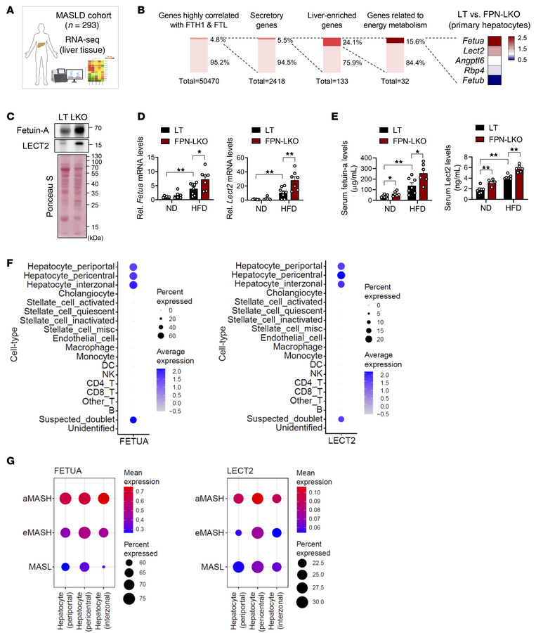 Hepatic FPN deficiency increases the expression of hepatokines, fetuin-A...