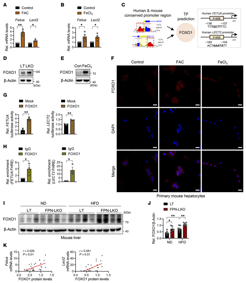 Hepatic iron overload induces fetuin-A and LECT2 expression via FoxO1 ac...