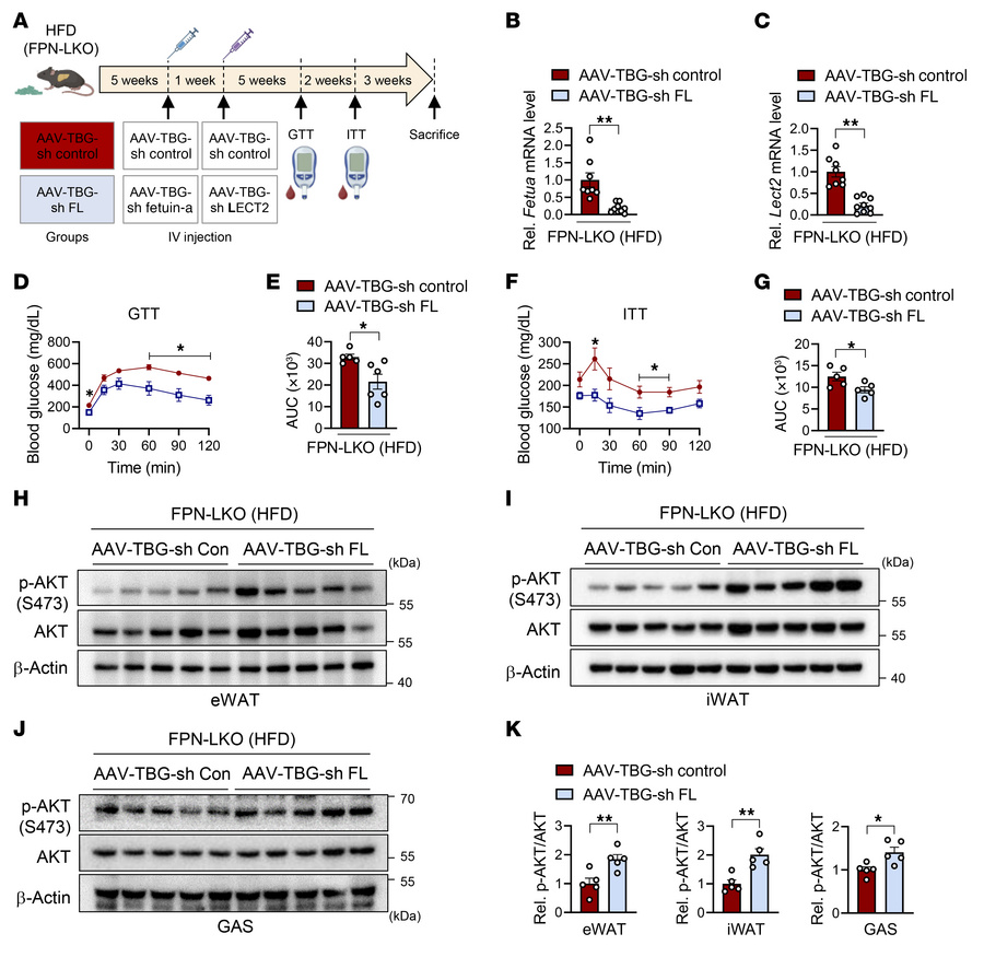 Silencing of fetuin-A and LECT2 ameliorates systemic metabolic dysfuncti...