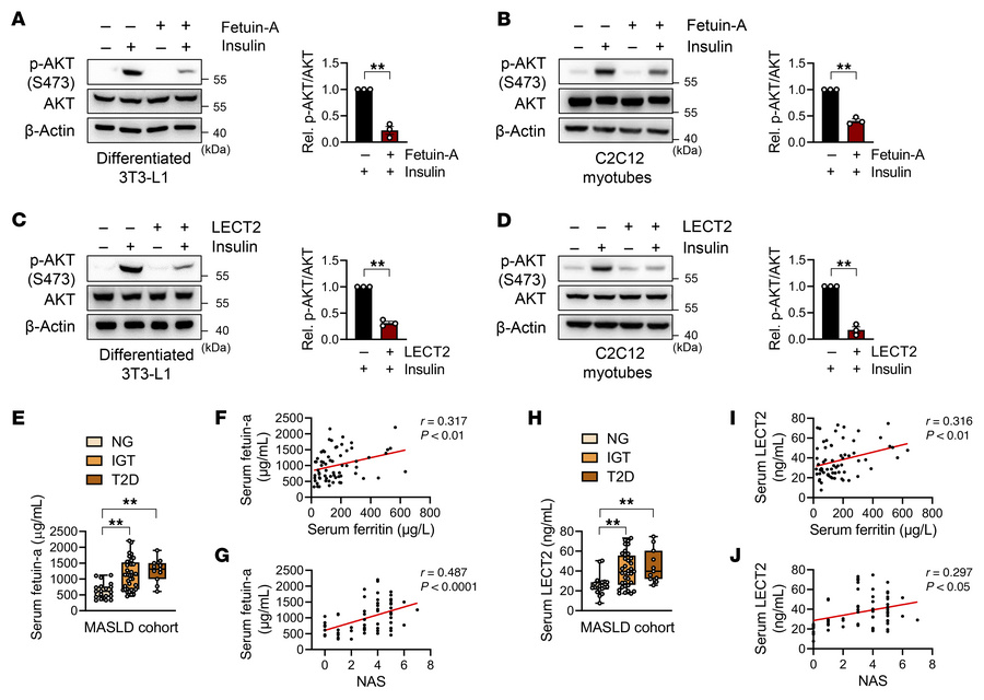 Exogenous fetuin-A and LECT2 impair insulin sensitivity in adipocytes an...