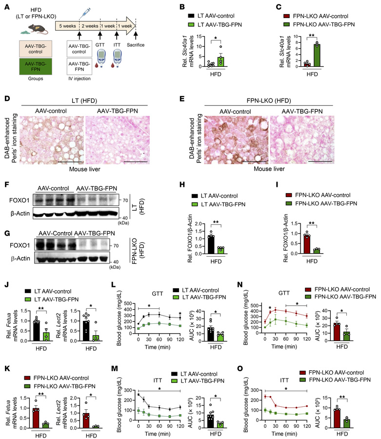 Hepatocyte-specific FPN overexpression improves systemic metabolic dysfu...
