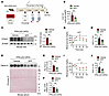 Oral iron chelation ameliorates systemic metabolic dysfunction.