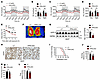 Hepatic FPN deficiency reduces energy expenditure and impairs thermogenic c